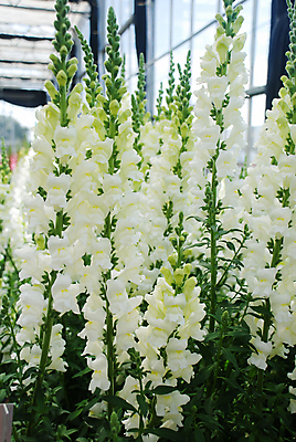 포토 JPG 해외이미지 식물 공원 꽃잎 꽃 분홍색 백그라운드 잎 꽃무늬 자연 사람없음 야외 빨간색 초록색 컬러풀 뷰티 정원 보라색 봄 손상 성장 벚꽃 나뭇가지 용 신선 개화 원예 내추럴 해외포토 나무 계절 공공시설 컬러 컨셉 무늬 취미 생태계 파일형식 이미지허브