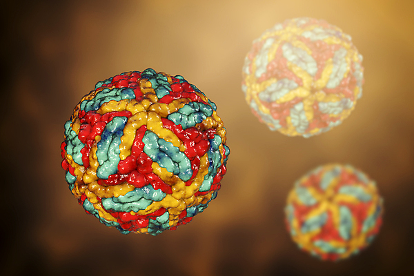 포토 JPG 해외이미지 과학 곤충 일러스트 사람없음 약 머리 3D 바이러스 질병 불안 뇌 생물학 두통 감염 미생물 시스템 모기 염증 더스트파티클 해외포토 동물 교육 감정 의학 생물 신체부위 해충 디지털합성 파일형식 이미지허브