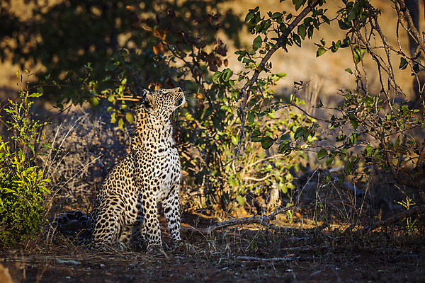 포토 JPG 해외이미지 주간 한마리 응시 야생동물 줄기 잎 자연 사람없음 야외 아웃포커스 나뭇가지 맹수 풀숲 표범 남아프리카 보츠와나 해외포토 자연요소 나무 식물 동물 1 시선 포유류 아프리카 촬영기법 숲 생태계 파일형식 이미지허브