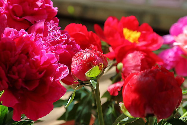 포토 JPG 해외이미지 식물 계절 꽃잎 꽃 백그라운드 잎 꽃무늬 자연 주택 사람없음 장식 초록색 뷰티 정원 봄 벚꽃 개화 닫기 그림 원예 내추럴 뒤뜰 영원 온실 작약 해외포토 컬러 무늬 모션 취미 건물 생태계 파일형식 이미지허브