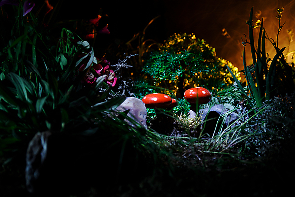 포토 JPG 해외이미지 주간 자연 근접촬영 사람없음 야외 판타지 버섯 숲속 해외포토 자연요소 뷰포인트 상상 숲 생태계 파일형식 이미지허브