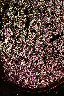 포토 JPG 해외이미지 식물 과학 과일 세포 사람없음 농작물 조직 횡단보도 확대 작음 낟알 시리얼 허브 생물학 밀가루 세련 해외포토 교육 음식 농업 보행로 크기 가루 파일형식 이미지허브