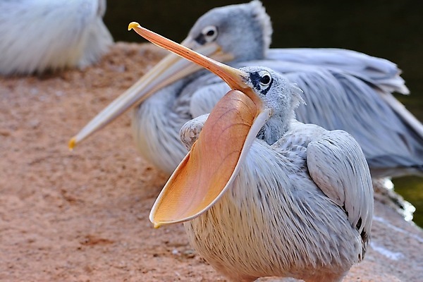 포토 JPG 해외이미지 동물 야생동물 백그라운드 자연 조류 사람없음 옆모습 가로 물 햇빛 노란색 머리 흰색 황무지 닫기 펠리컨 깃털 부리 물새 내추럴 동물상 해외포토 자연요소 뷰포인트 컬러 모션 신체부위 태양 조형물 생태계 파일형식 이미지허브