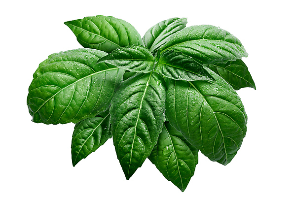 포토 JPG 해외이미지 식물 클리핑패스 잎 사람없음 초록색 흰색 신선 최고 허브 향신료 바질 고립 해외포토 컬러 향미료 파일형식 이미지허브