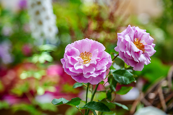 포토 JPG 해외이미지 식물 계절 공원 꽃잎 꽃 줄기 백그라운드 잎 꽃무늬 자연 사람없음 초록색 컬러풀 뷰티 환경 정원 벚꽃 신선 개화 닫기 내추럴 뒤뜰 온실 해외포토 공공시설 컬러 무늬 모션 생태계 파일형식 이미지허브
