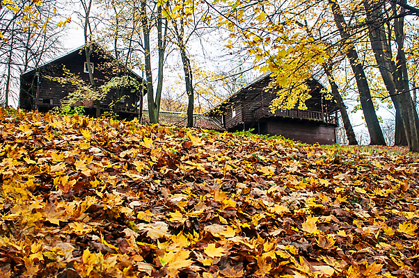 포토 JPG 해외이미지 나무 식물 계절 공원 백그라운드 단풍 잎 2 패턴 오렌지 건축양식 자연 벽지 주택 사람없음 야외 빛 햇빛 태양 갈색 노란색 환경 활발 성장 가을 나뭇가지 신선 황금 닫기 숲 질감 장면 내추럴 해외포토 자연요소 공공시설 건축 컬러 컨셉 무늬 과일 모션 건물 생태계 파일형식 이미지허브