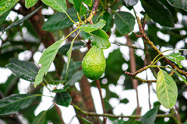 포토 JPG 해외이미지 나무 식물 계절 음식 백그라운드 잎 농업 다이어트 채소 과일 재료 자연 매달리기 건강 동양인 사람없음 초록색 농장 환경 정원 성장 나뭇가지 신선 숲 과수원 뇌 유기농 날것 이익 아보카도 건강식 내추럴 밭일 채식주의자 비건 해외포토 웰빙 산업 컬러 모션 인종 생태계 채식 파일형식 이미지허브