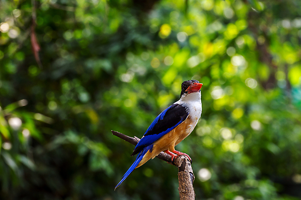 포토 JPG 해외이미지 주간 야생동물 자연 조류 사람없음 야외 아웃포커스 나뭇가지 사냥 물새 물총새 해외포토 자연요소 나무 동물 촬영기법 생태계 파일형식 이미지허브