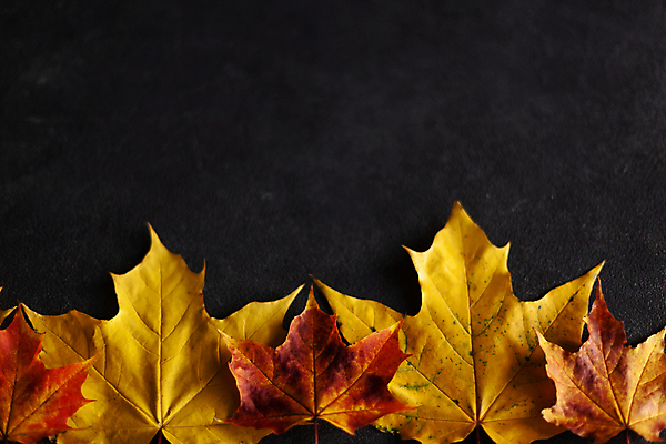 포토 JPG 해외이미지 나무 식물 디자인 계절 벽 컨셉 단풍 잎 캐나다 패턴 오렌지 텍스트 자연 프레임 건조 따뜻함 사람없음 빨간색 초록색 컬러풀 노란색 우주 어둠 회색 신용카드 플랫 떨어짐 정상 심볼 질감 위치 10월 내추럴 구성 옛날 콘크리트 미니멀 해외포토 컬러 북아메리카 무늬 과일 금융 날짜 생태계 파일형식 이미지허브