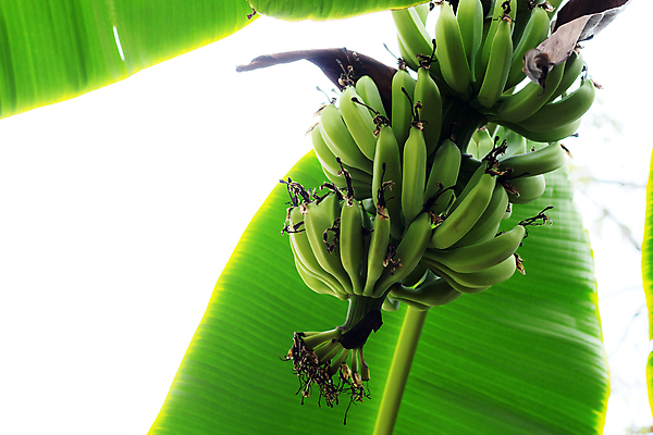 포토 JPG 해외이미지 나무 식물 아시아 음식 백그라운드 잎 농업 과일 태국 자연 하늘 건조 바나나 매달리기 건강 동양인 사람없음 초록색 햇빛 농장 정원 성장 나뭇가지 신선 그룹 닫기 다발 유기농 날것 내추럴 밭일 해외포토 웰빙 나라 산업 컬러 모션 인종 태양 생태계 파일형식 이미지허브