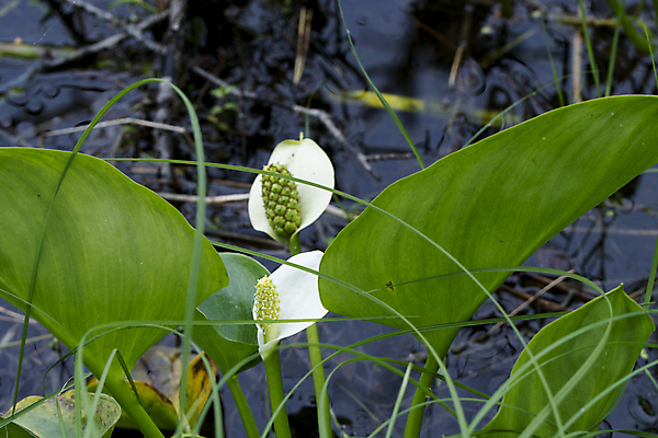 포토 JPG 해외이미지 식물 꽃잎 줄기 잎 자연 사람없음 뷰티 백합 양귀비 칼라꽃 그리너리 해외포토 꽃 생태계 파일형식 트랜드컬러 이미지허브