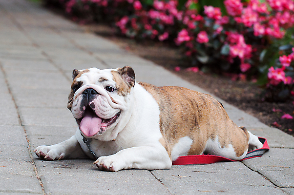 포토 JPG 해외이미지 주간 공원 사람없음 야외 반려동물 개 강아지 즐거움 불독 해외포토 자연요소 동물 공공시설 감정 포유류 파일형식 이미지허브