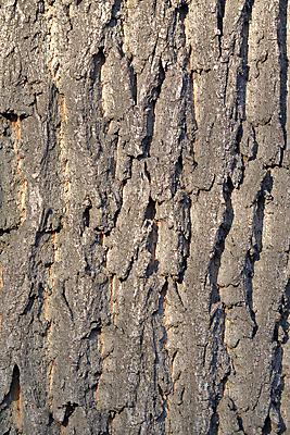 포토 JPG 해외이미지 나무 식물 공원 백그라운드 낙엽 패턴 자연 벽지 표면 추상 사람없음 목재 갈색 거친 균열 닫기 피부 질감 날것 나무껍질 내추럴 그런지 수목 영원 옛날 노화 해외포토 공공시설 컬러 컨셉 잎 무늬 재료 모션 신체부위 껍질 생태계 파일형식 이미지허브