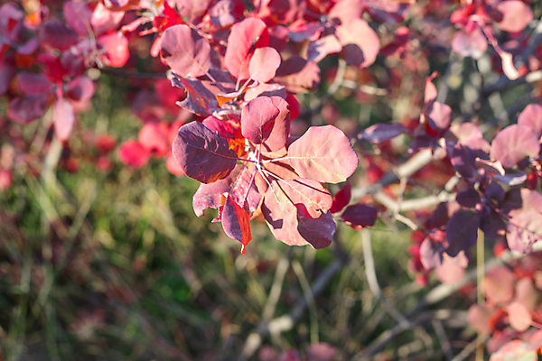 포토 JPG 해외이미지 나무 계절 공원 길 백그라운드 단풍 잎 오렌지 자연 아침 사람없음 야외 목재 빨간색 빛 컬러풀 햇빛 태양 뷰티 노란색 일출 일몰 새벽 활발 수확 안개 광선 나뭇가지 시골 황금 저녁 숲 장면 내추럴 강렬 뿌연 옛날 해외포토 주간 자연요소 식물 공공시설 컬러 컨셉 농업 과일 재료 날씨 노을 야간 생태계 파일형식 이미지허브