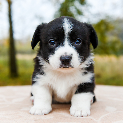 포토 JPG 해외이미지 서기 사람없음 반려동물 귀여움 개 강아지 해외포토 동물 컨셉 포유류 모션 파일형식 이미지허브