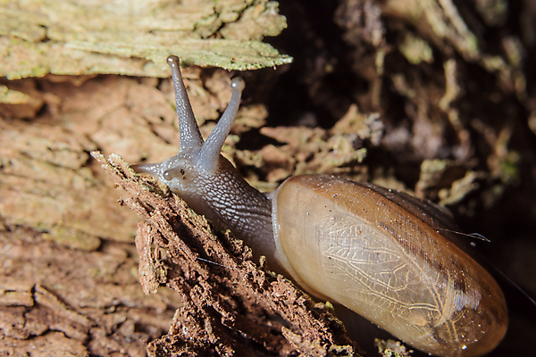 포토 JPG 해외이미지 주간 한마리 사람없음 야외 돌_바위 기어가기 해외포토 자연요소 1 모션 파일형식 이미지허브