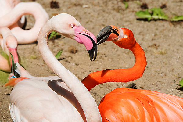 포토 JPG 해외이미지 동물 커플 얼굴 야생동물 분홍색 2 곡선 날개 오렌지 아프리카 자연 조류 키스 사랑 사람없음 야외 옆모습 빨간색 물 여름 컬러풀 뷰티 머리 코트 하트 쌍 우아함 플라밍고 깃털 묘사 부리 목 내추럴 동물상 이국적 해외포토 자연요소 모양 계절 감정 나라 선 뷰포인트 컬러 컨셉 과일 관계 신체부위 조형물 외투 애정표현 생태계 파일형식 이미지허브