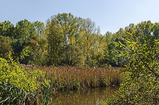포토 JPG 해외이미지 나무 식물 계절 공원 호수 여행 낙엽 잎 자연 하늘 풍경 사람없음 야외 초록색 물 파란색 빛 컬러풀 반사 노란색 환경 활발 가을 나뭇가지 신선 숲 남쪽 내추럴 강렬 불가리아 웅장함 환상 해외포토 자연요소 공공시설 컬러 컨셉 방향 생태계 파일형식 남유럽 이미지허브