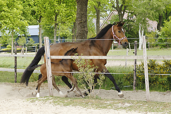포토 JPG 해외이미지 동물 1 응시 행복 백그라운드 밭 자연 엄마 휴식 새로움 사람없음 야외 초록색 반려동물 컬러풀 뷰티 농장 갈색 맑음 봄 흰색 시골 신생아 승마 작음 조랑말 망아지 해외포토 시선 계절 감정 새끼 스포츠 컬러 컨셉 농업 가족 날씨 아기 말_동물 크기 생태계 파일형식 이미지허브