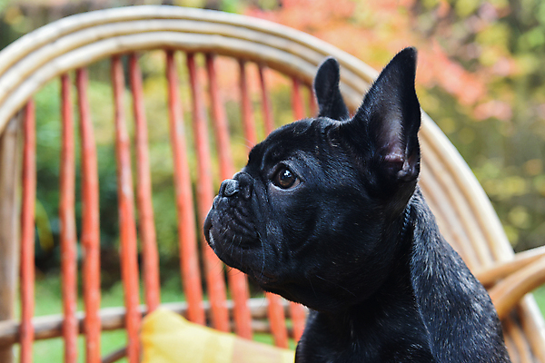 포토 JPG 해외이미지 주간 공원 새끼 의자 앉기 사람없음 야외 반려동물 가을 개 강아지 불독 해외포토 자연요소 동물 계절 공공시설 가구 포유류 모션 파일형식 이미지허브