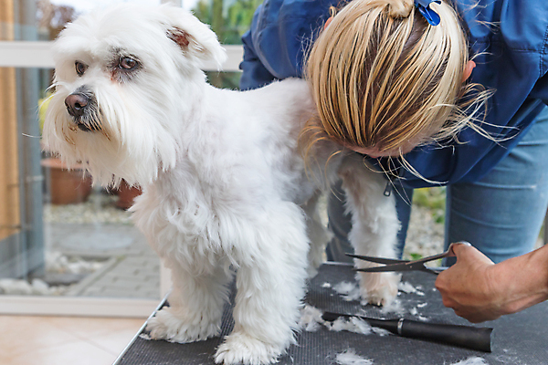 포토 JPG 해외이미지 여자 탁자 숙이기 한명 들기 성인 앞모습 반려동물 개 자르기 돌봄 미용가위 애견미용 성인여자한명만 해외포토 동물 1 뷰포인트 포즈 가구 포유류 모션 가위_도구 사람 뷰티 미용용품 여자한명만 성인여자만 파일형식 이미지허브