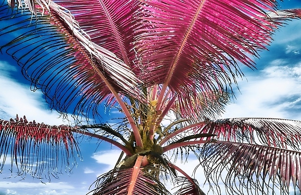 포토 JPG 해외이미지 분홍색 하늘 사람없음 야외 야자수 세이셸 야자수잎 해외포토 나무 컬러 잎 아프리카 파일형식 이미지허브