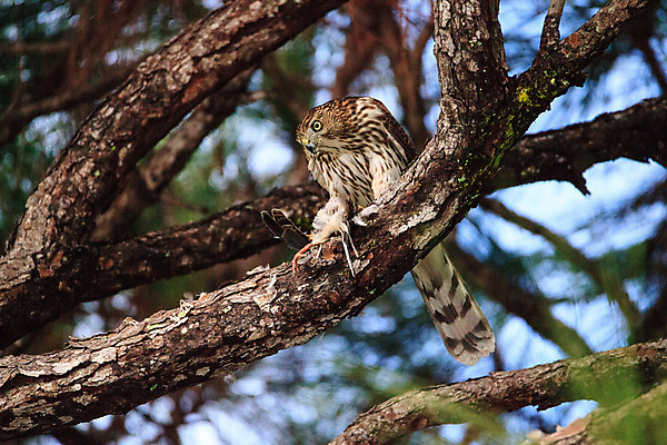 포토 JPG 해외이미지 야생동물 청소년 자연 조류 사람없음 먹기 사냥 육식동물 플로리다 해외포토 동물 모션 사람 미국 생태계 파일형식 이미지허브