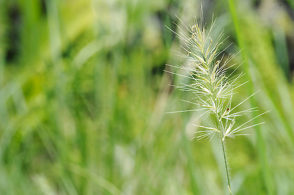 포토 JPG 해외이미지 나무 식물 디자인 계절 공원 꽃 백그라운드 잎 꽃무늬 패턴 밭 자연 벽지 아침 추상 사람없음 야외 장식 초록색 빛 뷰티 농장 환경 정원 봄 성장 흰색 신선 닫기 숲 허브 보케 부드러움 내추럴 블러 해외포토 주간 공공시설 컬러 무늬 농업 모션 감각 생태계 파일형식 이미지허브