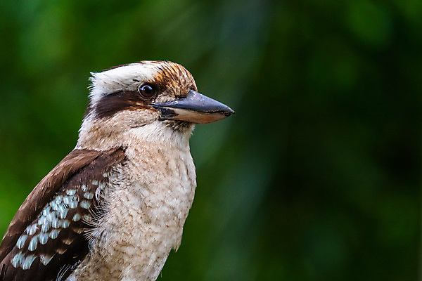 포토 JPG 해외이미지 나무 식물 동물 야생동물 백그라운드 날개 자연 조류 웨일즈 새로움 서기 웃음 앉기 사람없음 야외 파란색 컬러풀 갈색 정원 검은색 흰색 나뭇가지 관찰 호주 숲 심볼 깃털 묘사 부리 시드니 남쪽 동물상 물총새 유칼립투스 잇몸 해외포토 컬러 컨셉 신체 모션 영국 표정 조형물 오세아니아 방향 생태계 파일형식 이미지허브