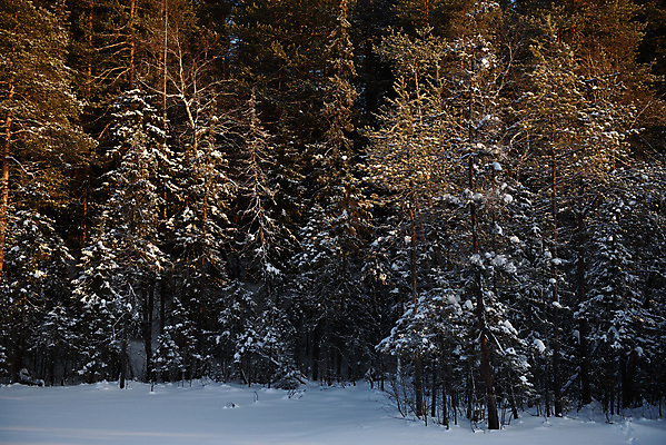 포토 JPG 해외이미지 나무 계절 공원 백그라운드 겨울 자연 하늘 날씨 그림자 사람없음 야외 목재 파란색 빛 태양 뷰티 냉동 얼음 추위 흰색 나뭇가지 시골 신선 소나무 점 숲 12월 서리 러시아 장면 나무껍질 북쪽 침엽수 전나무 1월 2월 눈내림 해외포토 자연요소 식물 공공시설 유럽 컬러 재료 눈_날씨 껍질 날짜 방향 생태계 파일형식 이미지허브