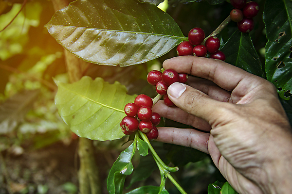 포토 JPG 해외이미지 손 계절 열매 산업 커피 음료 잎 과일 태국 자연 콩 건강 사람없음 빨간색 초록색 농작물 뷰티 농장 바구니 수확 성장 뜨거움 체리 닫기 농부 굽기 수집 유기농 날것 유지 밭일 생태학 숙성 아라비카 카페인 해외포토 식물 직업 웰빙 교육 아시아 컬러 농업 모션 곡류 신체부위 구이 생태계 파일형식 이미지허브