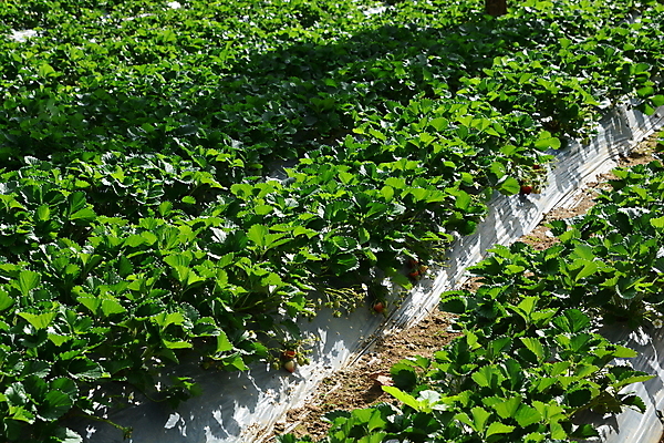 포토 JPG 해외이미지 나무 식물 계절 열매 꽃 선 음식 백그라운드 잎 꽃무늬 패턴 밭 농업 과일 자연 딸기 사람없음 야외 빨간색 초록색 빛 농작물 태양 뷰티 농장 정원 일본 봄 수확 성장 신선 달콤 유기농 원예 내추럴 밭일 숙성 줄서기 해외포토 자연요소 웰빙 산업 아시아 컬러 무늬 모션 취미 맛 생태계 파일형식 이미지허브