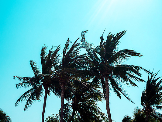 포토 JPG 해외이미지 나무 계절 실루엣 바다 섬 여행 백그라운드 잎 태국 자연 벽지 하늘 바람 추상 휴가 손바닥 풍경 사람없음 야외 초록색 여름 파란색 햇빛 태양 일출 맑음 수확 시간 복고 코코넛 석호 내추럴 이국적 파라다이스 스타일 카피스페이스 해외포토 자연요소 식물 손 아시아 컬러 무늬 농업 과일 날씨 촬영기법 노을 공백 생태계 파일형식 이미지허브
