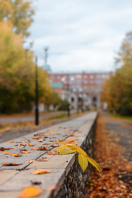 포토 JPG 해외이미지 나무 계절 공원 도로 길 여행 백그라운드 잎 오렌지 자연 사람없음 야외 빨간색 초록색 컬러풀 노란색 숲 10월 내추럴 방법 해외포토 식물 공공시설 컬러 과일 교통시설 날짜 생태계 파일형식 이미지허브