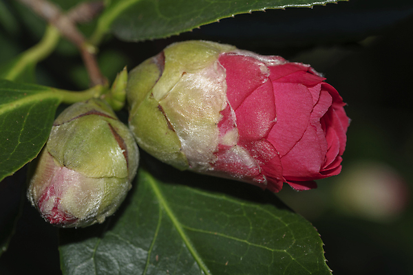 포토 JPG 해외이미지 식물 꽃잎 꽃 줄기 분홍색 꽃다발 잎 꽃무늬 자연 사람없음 장식 빨간색 초록색 여름 정원 일본 봄 성장 벚꽃 나뭇가지 신선 개화 관목 묘사 원예 꽃가루 내추럴 고립 꽃수술 생태학 유칼립투스 그리너리 해외포토 나무 계절 교육 아시아 컬러 무늬 취미 가루 생태계 파일형식 트랜드컬러 이미지허브