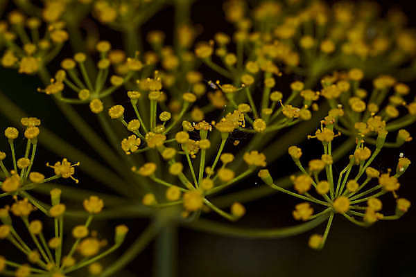 포토 JPG 해외이미지 꽃 곤충 재료 추상 사람없음 초록색 뷰티 머리 성장 신선 닫기 말벌 이슬 허브 향신료 원예 딜 회향 해외포토 식물 동물 컬러 무늬 모션 취미 신체부위 벌_곤충 향미료 파일형식 이미지허브