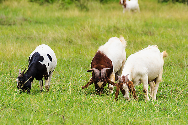 포토 JPG 해외이미지 동물 행복 백그라운드 밭 농업 포유류 태국 자연 염소 사람없음 야외 초록색 컬러풀 뷰티 농장 농경지 걷기 마을 환경 가축 목장 농촌 시골 신선 그룹 양치기 군중 방목 땅 먹기 내추럴 밭일 수유 찰과상 해외포토 직업 감정 산업 아시아 컬러 모션 사람 축산업 상처 생태계 파일형식 이미지허브