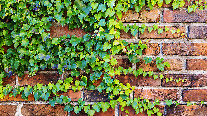 포토 JPG 해외이미지 식물 벽 백그라운드 패턴 건축양식 표면 추상 벽돌 돌담 사람없음 건물 빨간색 초록색 갈색 블록 질감 시멘트 아이비 고체 옛날 해외포토 건축물 건축 컬러 무늬 담장 돌_바위 파일형식 이미지허브