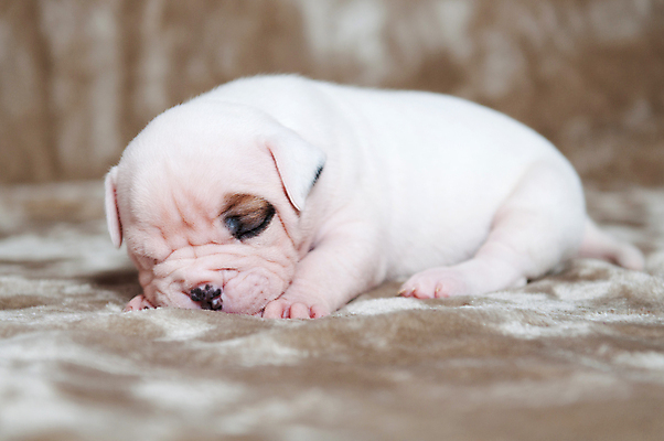 포토 JPG 해외이미지 새끼 실내 사람없음 반려동물 귀여움 잠 그룹 개 강아지 매끈함 불독 해외포토 동물 컨셉 포유류 내부 감각 파일형식 이미지허브