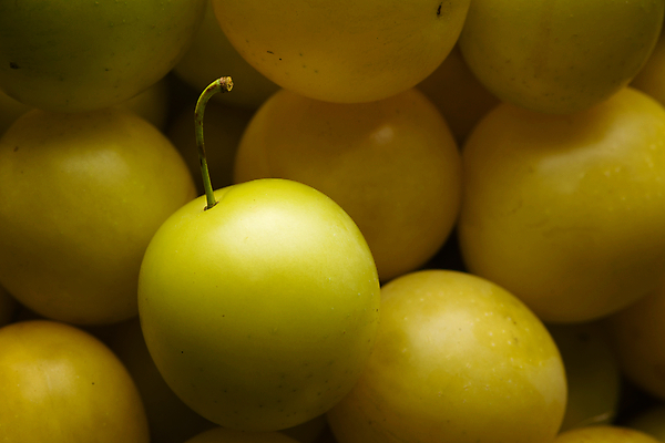 포토 JPG 해외이미지 계절 음식 줄기 백그라운드 채소 과일 프레임 건강 그림자 사람없음 노란색 쌓기 정원 수확 신선 원형 체리 닫기 선택 달콤 맛 인스턴트 먹기 가득함 준비 유기농 질감 소재 자두 흙더미 건강식 숙성 정물화 많음 강조 해외포토 도형 식물 웰빙 컬러 컨셉 농업 모션 흙 그림 파일형식 더미 이미지허브