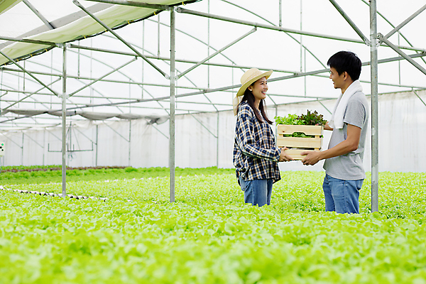 포토 JPG 해외이미지 커플 행복 결혼 농업 다이어트 채소 비즈니스 태국 자연 건강 실험 동양인 두명 초록색 물 농장 정원 샐러드 수확 신선 확대 농부 상추 유기농 양배추 돌봄 온실 헬프 비건 해외포토 자연요소 직업 웰빙 감정 산업 아시아 음식 컬러 관계 모션 사람 인종 이벤트 도움 생태계 채식주의자 파일형식 이미지허브