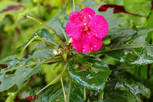 포토 JPG 해외이미지 식물 꽃잎 꽃 줄기 분홍색 백그라운드 잎 꽃무늬 자연 주택 사람없음 빨간색 초록색 물 여름 컬러풀 정원 보라색 봄 젖음 벚꽃 흰색 신선 개화 떨어짐 꽃집 허브 원예 데이지 바쁨 진홍색 내추럴 강렬 고립 해외포토 자연요소 계절 컬러 컨셉 무늬 취미 건물 상점 생태계 파일형식 이미지허브