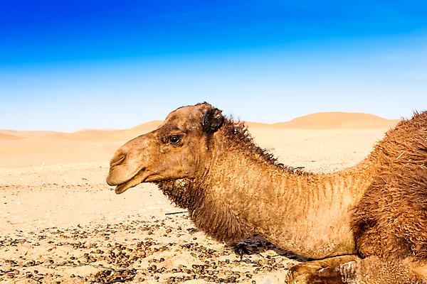 포토 JPG 해외이미지 모래 여행 백그라운드 오렌지 아프리카 자연 하늘 건조 풍경 사람없음 야외 노란색 일몰 사막 뜨거움 모래언덕 언덕 낙타 모로코 사하라 아랍어 카라반 해외포토 나라 컬러 과일 포유류 노을 생태계 캠핑카 파일형식 이미지허브