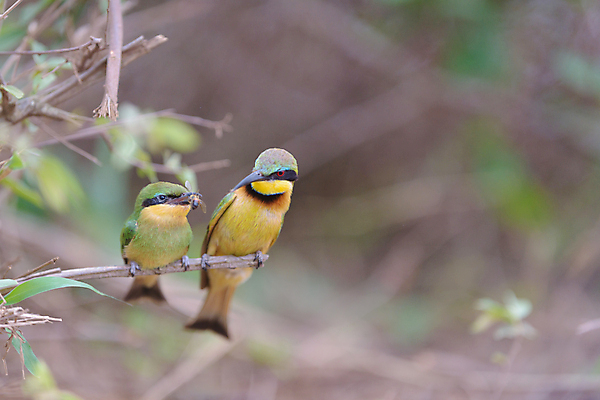 포토 JPG 해외이미지 동물 유럽 야생동물 날개 자연 조류 병아리 사랑 사람없음 빨간색 초록색 파란색 뷰티 노란색 환경 봄 자유 흰색 벌 깃털 부리 육식동물 글라이더 동물상 수유 해외포토 계절 감정 나라 컬러 곤충 컨셉 조형물 생태계 파일형식 이미지허브