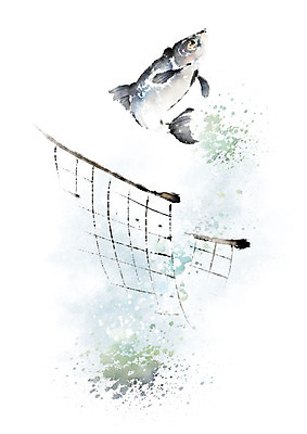 PSD 한마리 일러스트 캘리그라피 붓터치 흑백 어류 사람없음 점프 그물 물보라 번짐 국내일러스트 1 모션 촬영기법 물 수중동물 파일형식 효과
