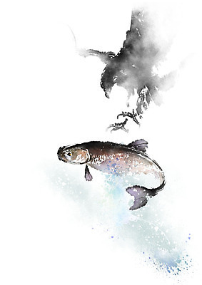 PSD 두마리 일러스트 캘리그라피 조류 붓터치 흑백 어류 사람없음 파란색 검은색 수영 사냥 번짐 까마귀 국내일러스트 동물 컬러 2 촬영기법 수중동물 수상스포츠 파일형식 효과