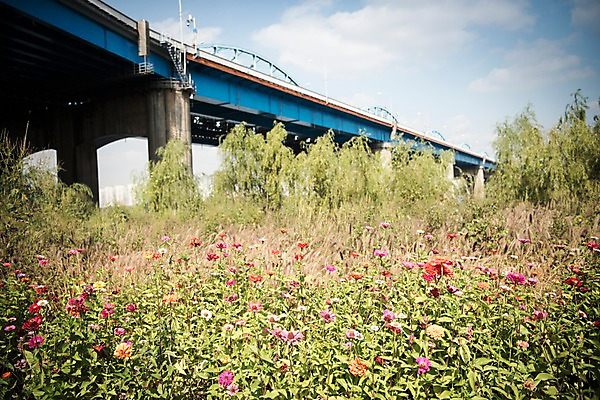 포토 JPG 주간 꽃 꽃밭 하늘 서울 한국 사람없음 야외 도시풍경 도시 강가 한강 동작대교 국내포토 자연요소 식물 아시아 풍경 강 다리_건축물 랜드마크 파일형식