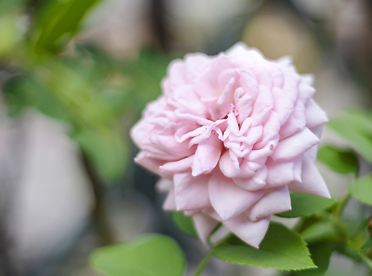 포토 JPG 해외이미지 식물 꽃잎 꽃 줄기 분홍색 꽃다발 결혼 백그라운드 잎 꽃무늬 패턴 자연 발렌타인데이 선물 사랑 사람없음 야외 장식 빨간색 초록색 햇빛 뷰티 장미 정원 봄 벚꽃 흰색 축하 신선 개화 원예 질감 내추럴 꽃수술 해외포토 계절 감정 컬러 컨셉 무늬 데이이벤트 이벤트 취미 태양 생태계 파일형식 이미지허브