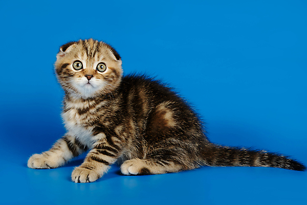 포토 JPG 해외이미지 한마리 응시 새끼 실내 앉기 사람없음 반려동물 귀여움 고양이 파란배경 스코티시폴드 반려묘 해외포토 동물 1 시선 백그라운드 컨셉 포유류 모션 내부 파란색 파일형식 이미지허브