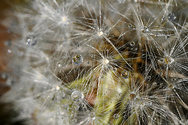 포토 JPG 해외이미지 식물 꽃 자연 추상 씨앗 사람없음 물 물방울 이슬 민들레 해외포토 자연요소 무늬 생태계 파일형식 이미지허브
